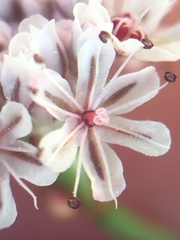 Eriogonum nortonii