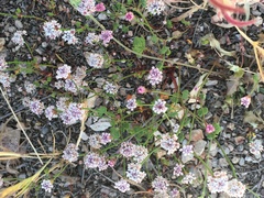 Eriogonum nortonii