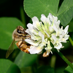 Apis mellifera