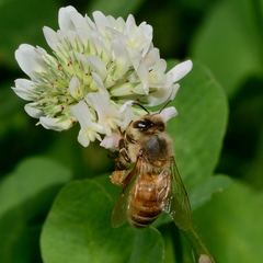 Apis mellifera