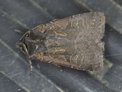 Parabagrotis insularis