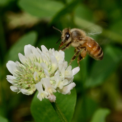 Apis mellifera