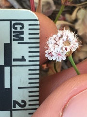 Eriogonum nortonii