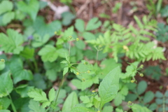 Geum vernum