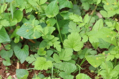 Geum vernum