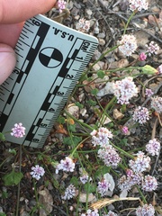 Eriogonum nortonii