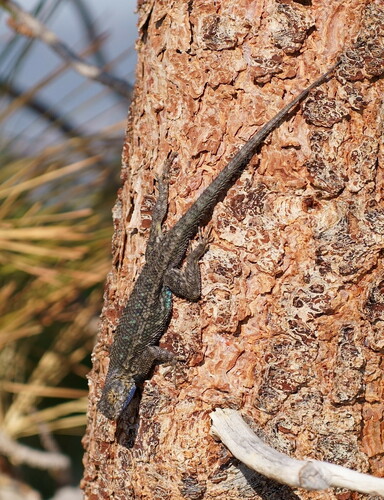iNaturalist observation photo of Western Fence Lizard