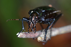 Carabus solieri