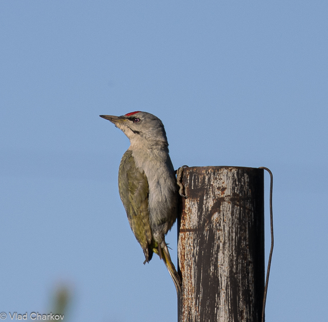 iNaturalist.org. В.Чарков, Вурнарский р-н Чувашия, май 2024
