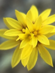 Lessingia tenuis