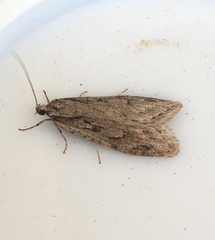 Semioscopis aurorella