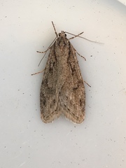Semioscopis aurorella