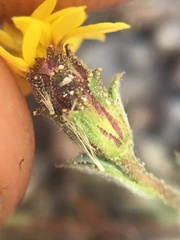 Lessingia tenuis