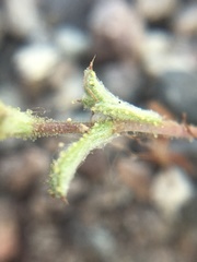 Lessingia tenuis