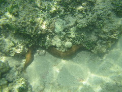 Gymnothorax castaneus