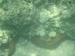 Gymnothorax castaneus