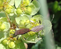 Dicranocephalus albipes