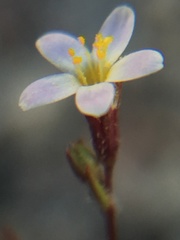Leptosiphon pygmaeus