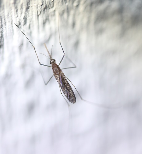 Walker's Anopheles photo 4