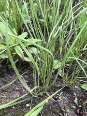 Allium schoenoprasum