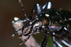 Carabus solieri