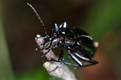 Carabus solieri