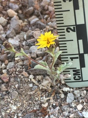 Lessingia tenuis