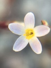 Leptosiphon pygmaeus