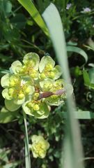 Dicranocephalus albipes