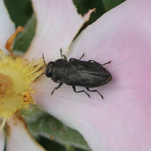 Anthaxia nigrojubata