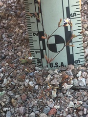 Leptosiphon pygmaeus