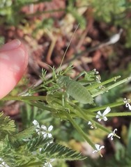 Odontura glabricauda