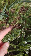 Odontura glabricauda