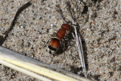 Pseudomethoca simillima