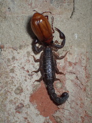 Vaejovis carolinianus