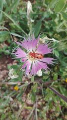 Leptopalpus rostratus