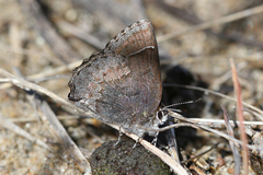 Callophrys polios