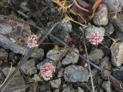 Eriogonum nortonii