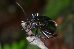 Carabus solieri