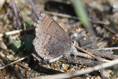 Callophrys polios