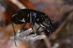 Carabus solieri