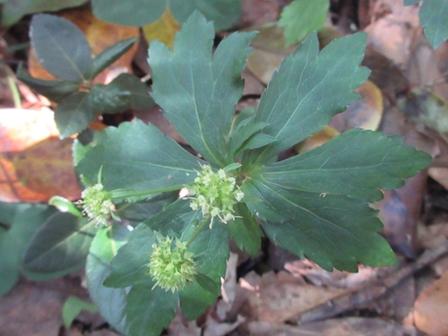 Sanicula tuberculata iNat (3)