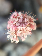 Eriogonum nortonii