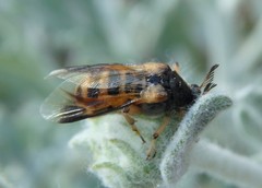 Ripiphorus rex