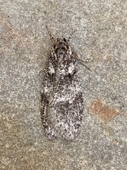 Semioscopis inornata
