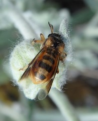 Ripiphorus rex