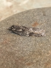 Semioscopis inornata