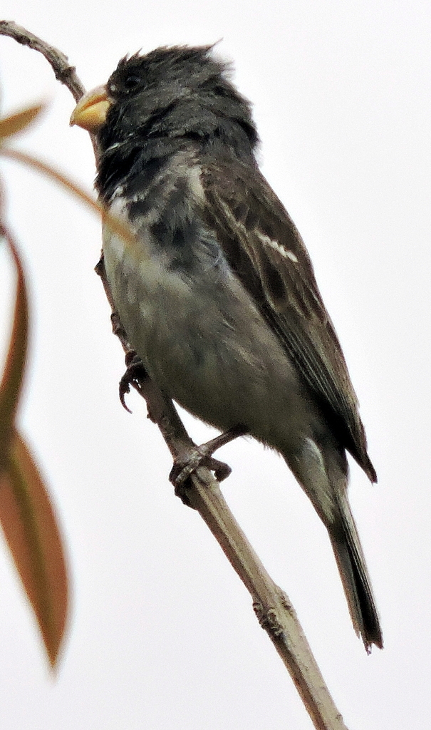 Parrot-billed Seedeater