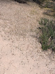 Leptosiphon pygmaeus