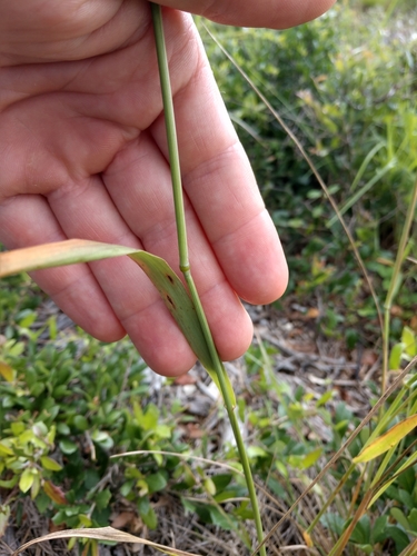 Image of Festuca versuta by (c) Cleveland Powell, some rights reserved (CC BY)